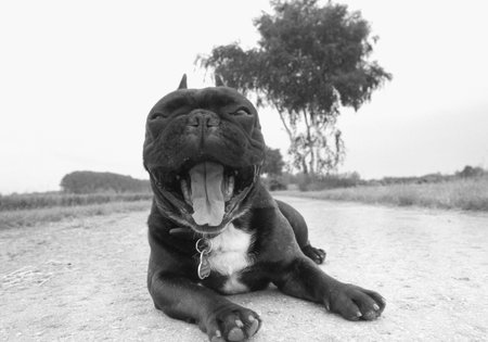 Yawning bulldogの写真素材