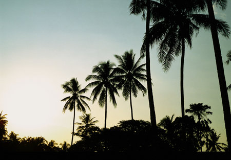 Palm treesの写真素材