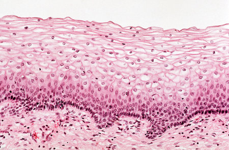 Ectocervical epitheliumの写真素材