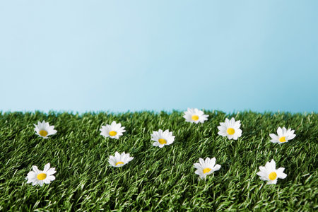 Daisies on a fieldの写真素材