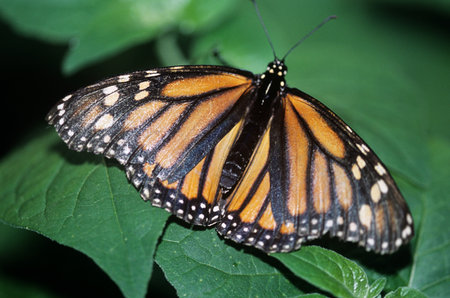Monarch butterfly
