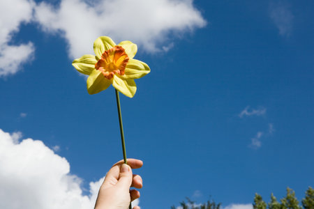 A person holding a daffodil