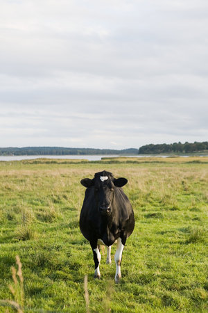 Cow in a fieldの写真素材