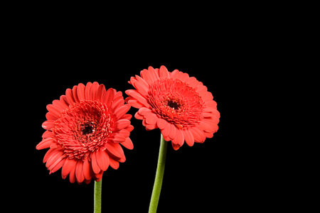 Two gerbera flowersの写真素材