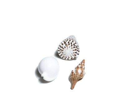 Three seashellsの写真素材
