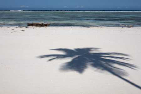 Shadow of a palm tree on a beachの写真素材