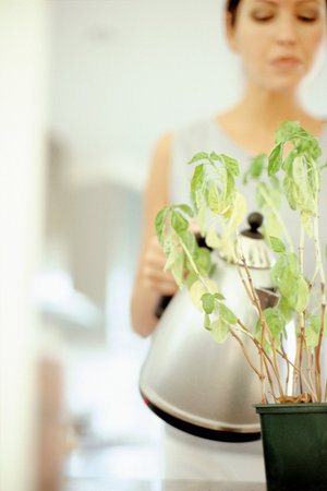 Woman watering plantの写真素材