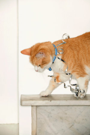 Silver ribbon on catの写真素材