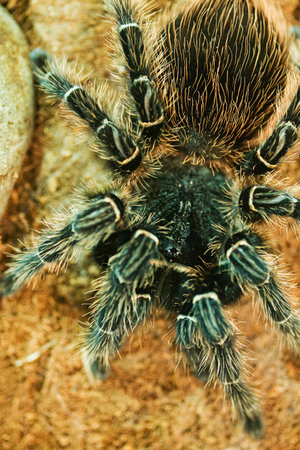 Tarantulaの写真素材