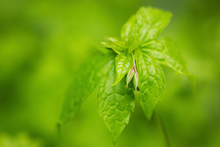 Young plant