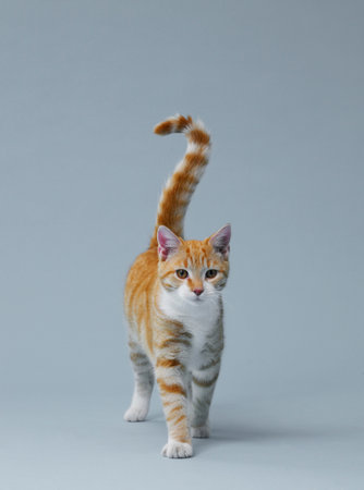 Red Cat Walkingの写真素材