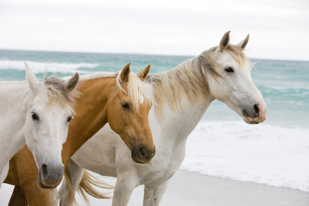 Horses On The Beach