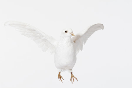 Close Up Of White Dove Flyingの写真素材