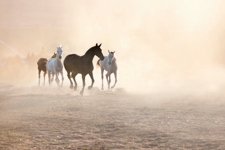 Horses Running In Dusty Penの写真素材