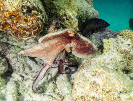 Octopus Swimming At Underwater Reefの写真素材