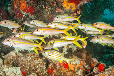 School Of Fish At Underwater Reefの写真素材
