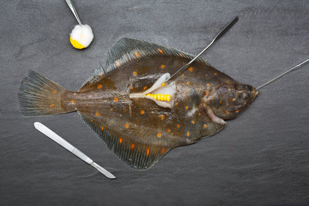 Fresh Fish Surgically Stuffed With Cornの写真素材