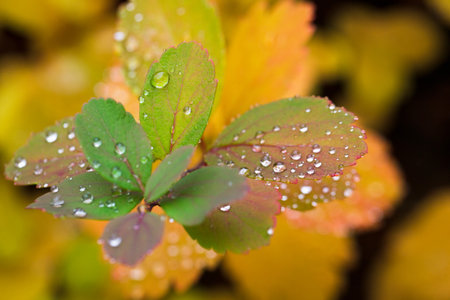 Close Up Of Water Droplets On Leaves
