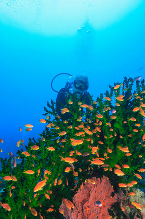 Diver Admiring Fish In Coral Reefの写真素材
