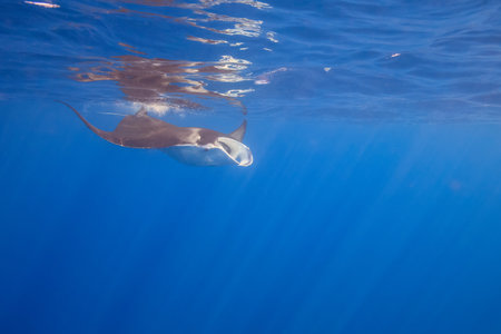 Manta Ray, Big Island, Hawaii, Usaの写真素材