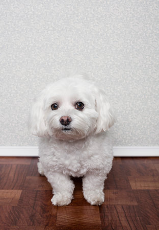 Portrait Of A Maltese Dogの写真素材