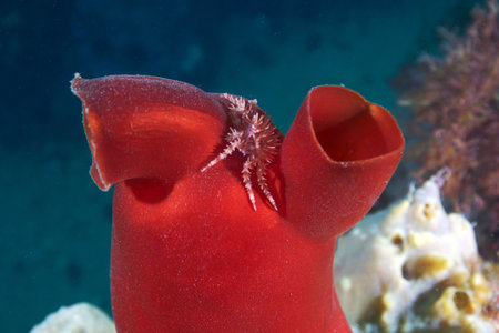 Red King Crab (Paralithodes Camtschaticus) On Sea Peach (Halocynthia Aurantium), Sea Of Japanの写真素材