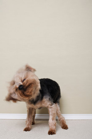 Yorkshire Terrier Shaking Headの写真素材