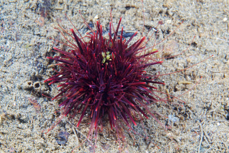 Strongylocentrotus Nudus Sea Urchin Young, Sea Of Japanの写真素材