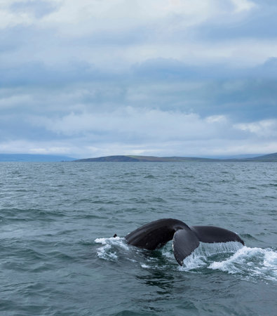 Whales Tail Iceland