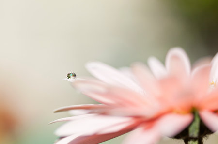 Water Droplet On Gerbera, Close Upの写真素材