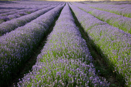 Rows Of Purple Flowers In Fieldの写真素材