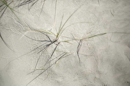 Grass In Sandの写真素材