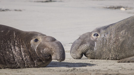 Adult Male Elephant Seals, Mirounga Angustirostris, Ano Nuevo State Park, California, Usa