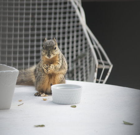 Portrait Of A Squirrel Feeding On Garden Table