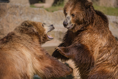 Two Grizzly Bears Playfightingの写真素材