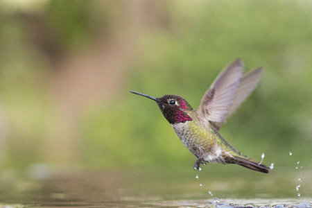 Anna's Hummingbird (Calypte Anna) Above Bird Bath, San Francisco, California, Usaの写真素材