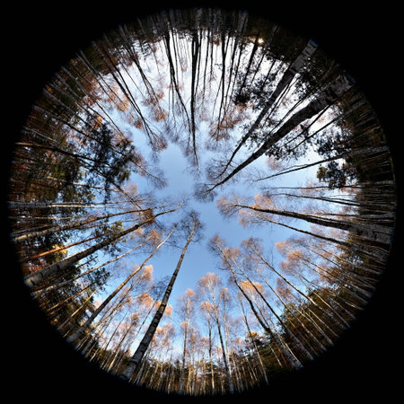 Fisheye View Of Forestの写真素材