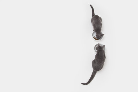 Overhead Studio Shot Of Two Russian Blue Kittens Opposite Each Other Eating From Bowlsの写真素材