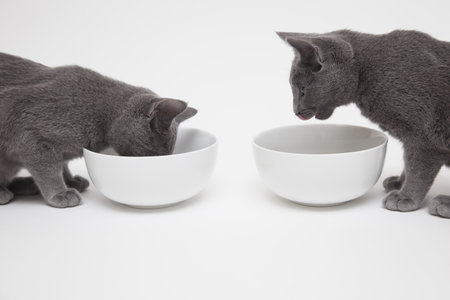 Studio Shot Of Two Russian Blue Kittens, One Eating From Bowl Whilst Other Watches