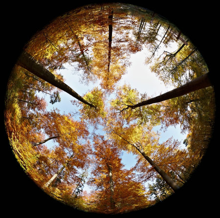 Fisheye View Of Forest In Autumnの写真素材