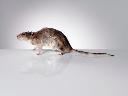 Stuffed Rat isolated on whiteの写真素材