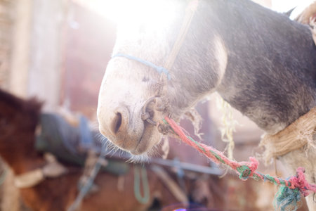 Donkey's Head, Cropの写真素材