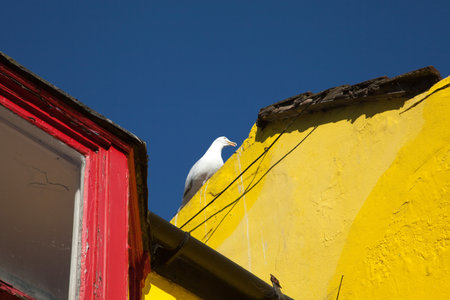 Gull On Yellow Buildingの写真素材