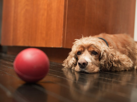 Pet Dog Lying On Floor And Looking At Red Ballの写真素材