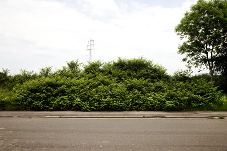 Hedge And Roadの写真素材