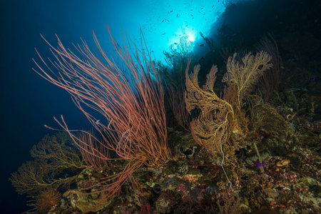 Sea Whips Underwater At Uepi Elbow, Uepi Island, New Britain, Solomon Islandsの写真素材