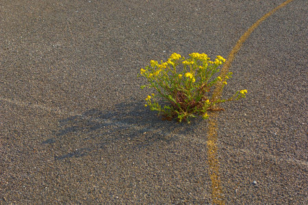 Plant Growing Through Old School Yardの写真素材