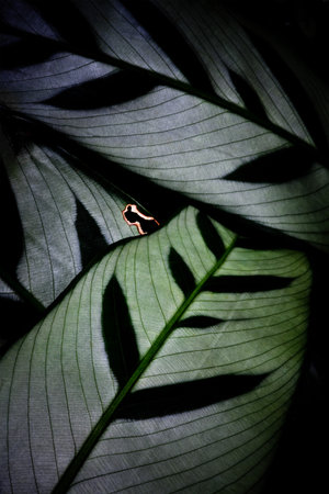 Backlit Leaf Patternの写真素材