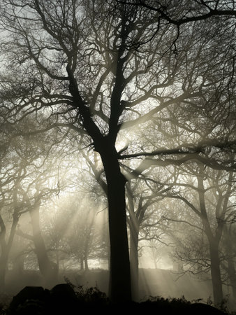 Silhouette Of Tree In Forestの写真素材
