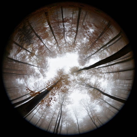 Fisheye View Of Autumn Forest In Mistの写真素材